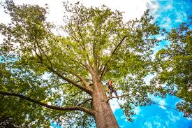 Reliable Yountville, CA Tree Care Services Solutions