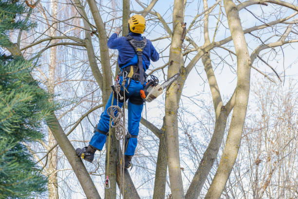 Best Tree and Shrub Care  in Yountville, CA