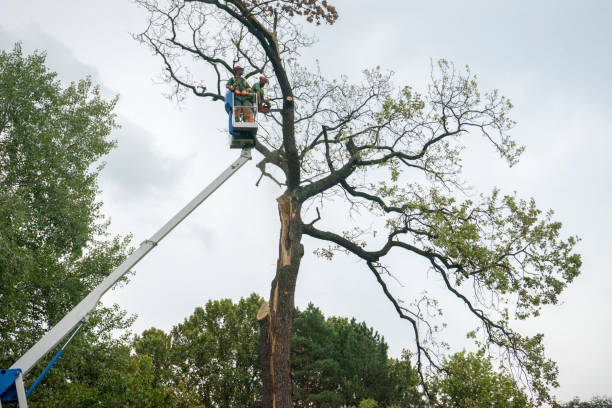 Best Seasonal Cleanup (Spring/Fall)  in Yountville, CA