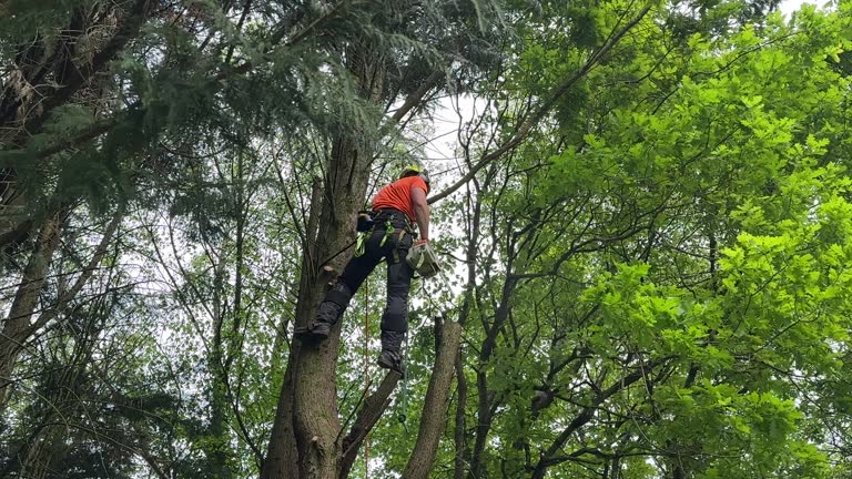 How Our Tree Care Process Works  in  Yountville, CA