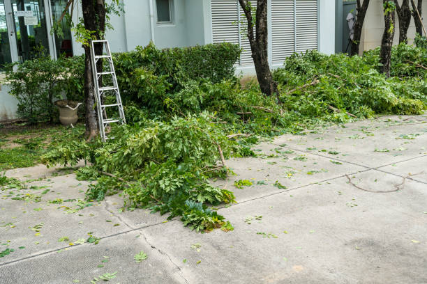 Best Stump Grinding and Removal  in Yountville, CA