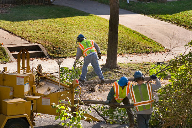 Best Storm Damage Tree Cleanup  in Yountville, CA